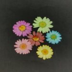 گل خشک بابونه رنگی